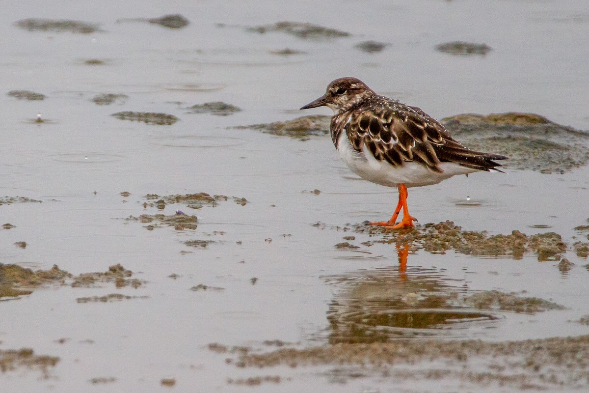 Ruddy Turnstone - ML399485331