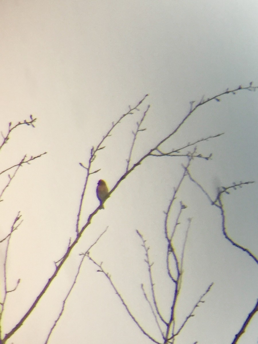 Purple Finch - ML399485341