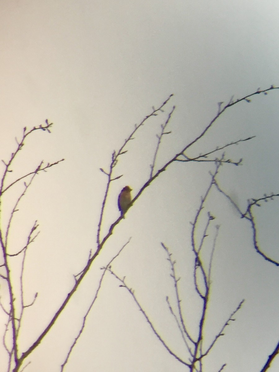 Purple Finch - ML399485351