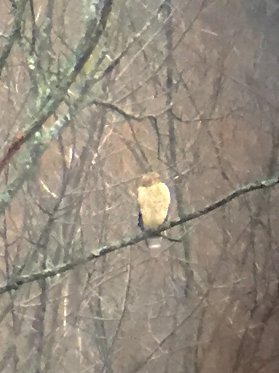 Red-shouldered Hawk - ML399485941