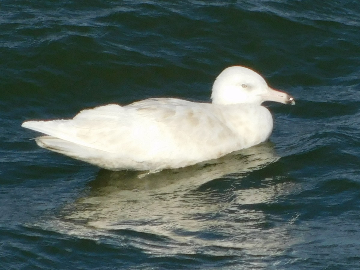 Glaucous Gull - ML399485961