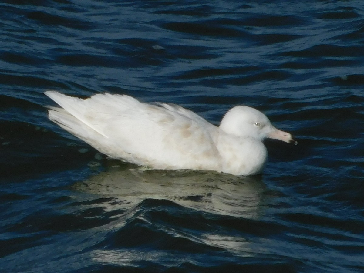 Glaucous Gull - ML399486001