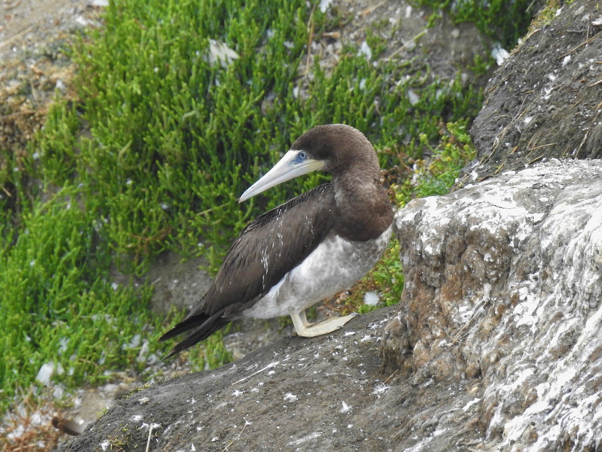 Brown Booby - ML399487731