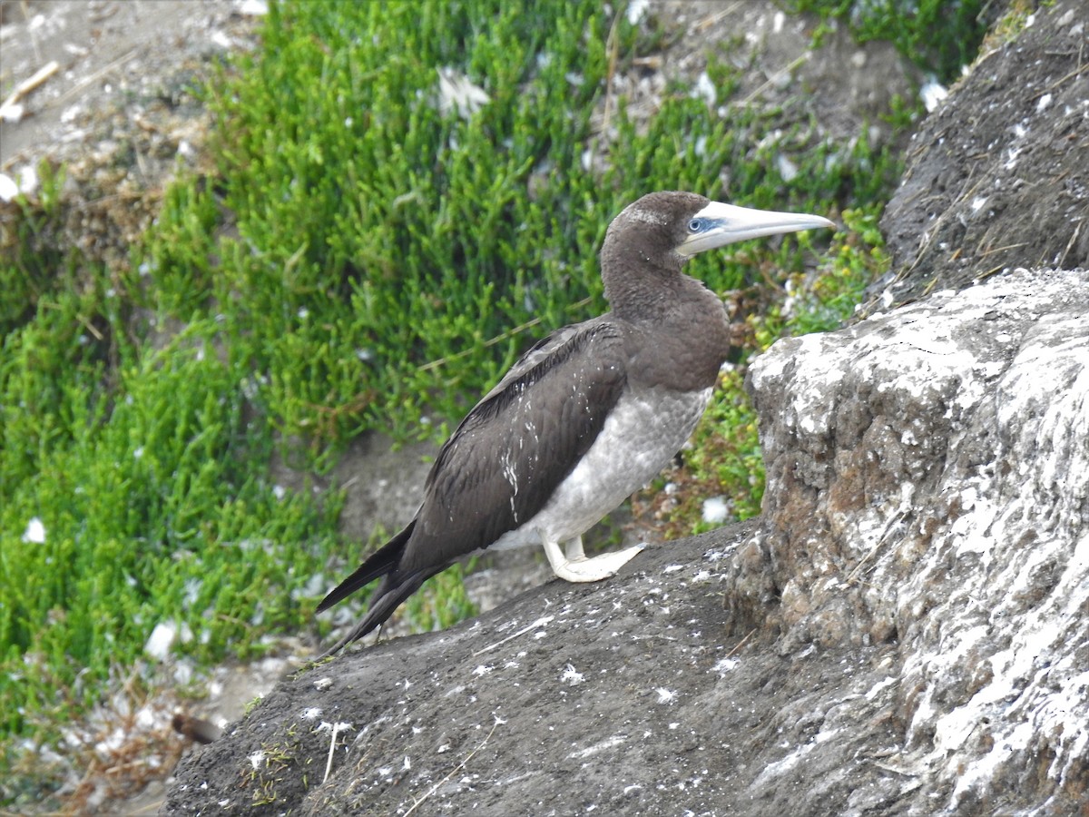 Brown Booby - ML399487741
