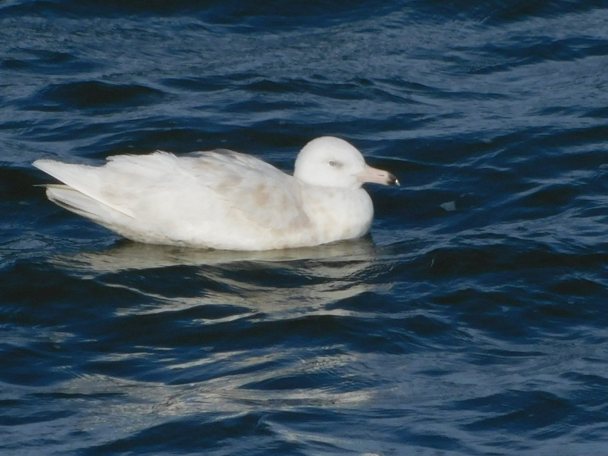 Glaucous Gull - ML399487761