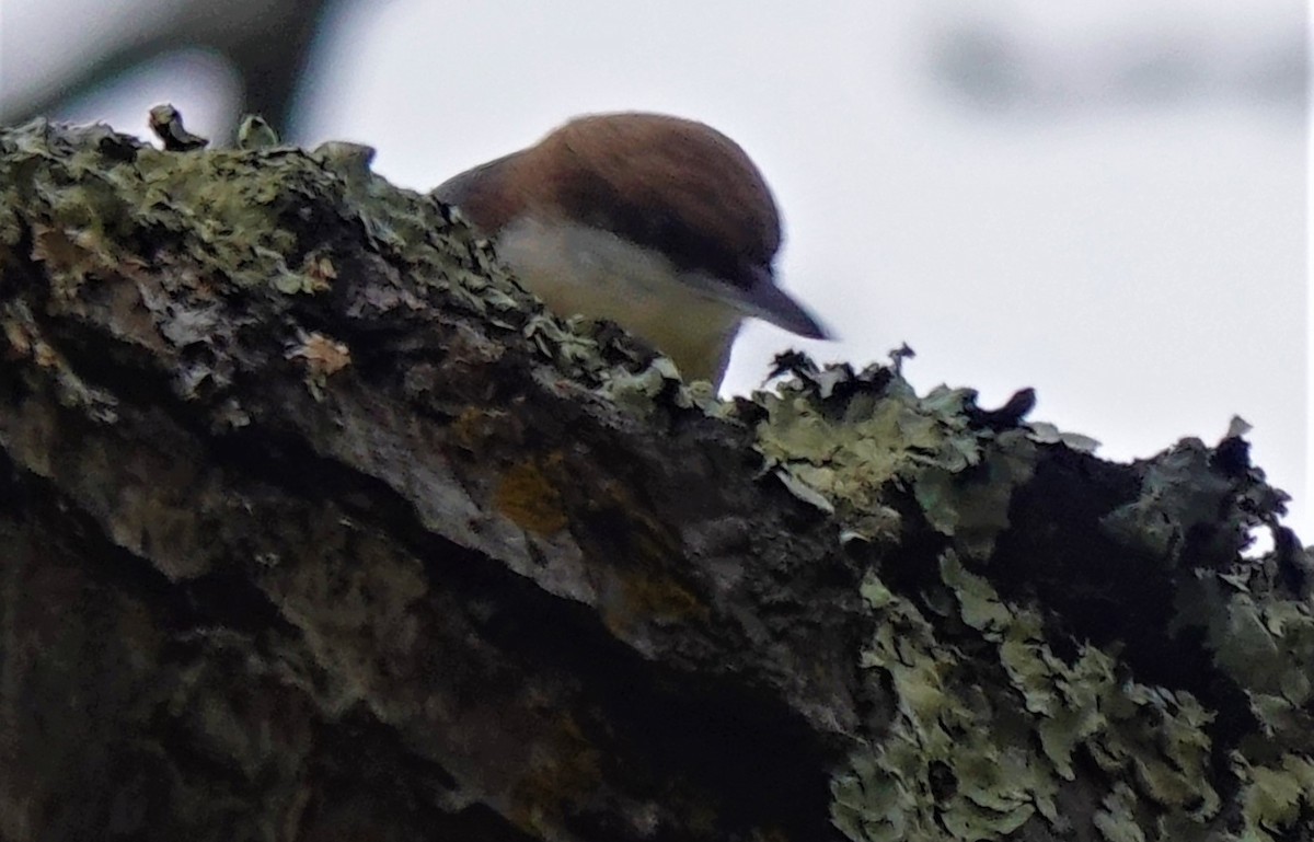 Brown-headed Nuthatch - ML399487911