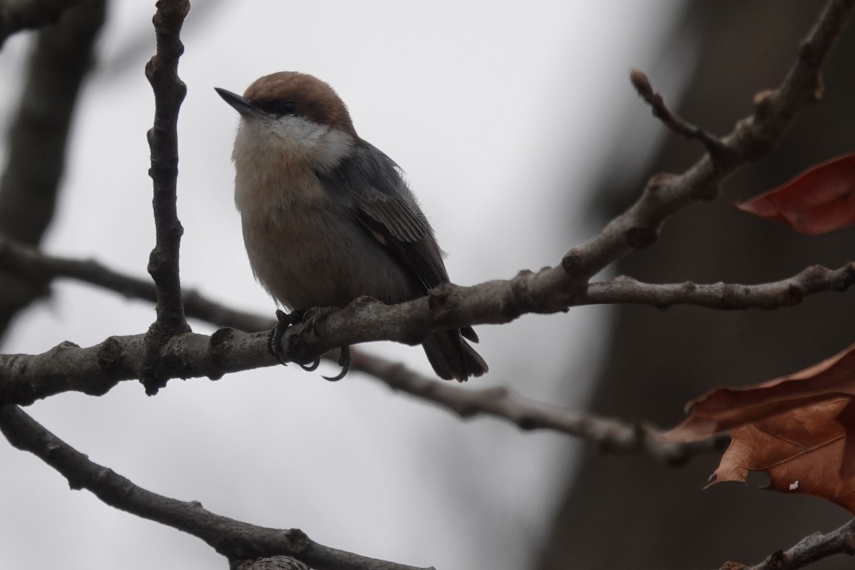 Brown-headed Nuthatch - ML399487951