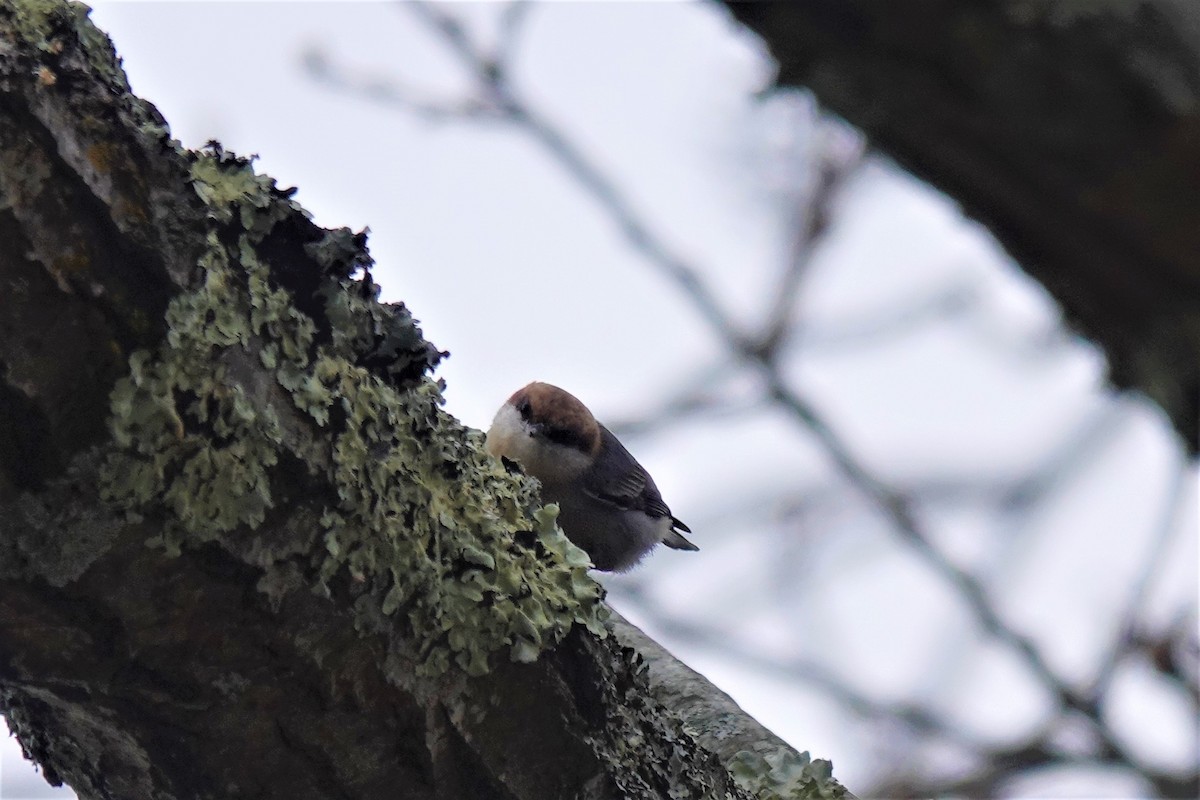 Brown-headed Nuthatch - ML399487961