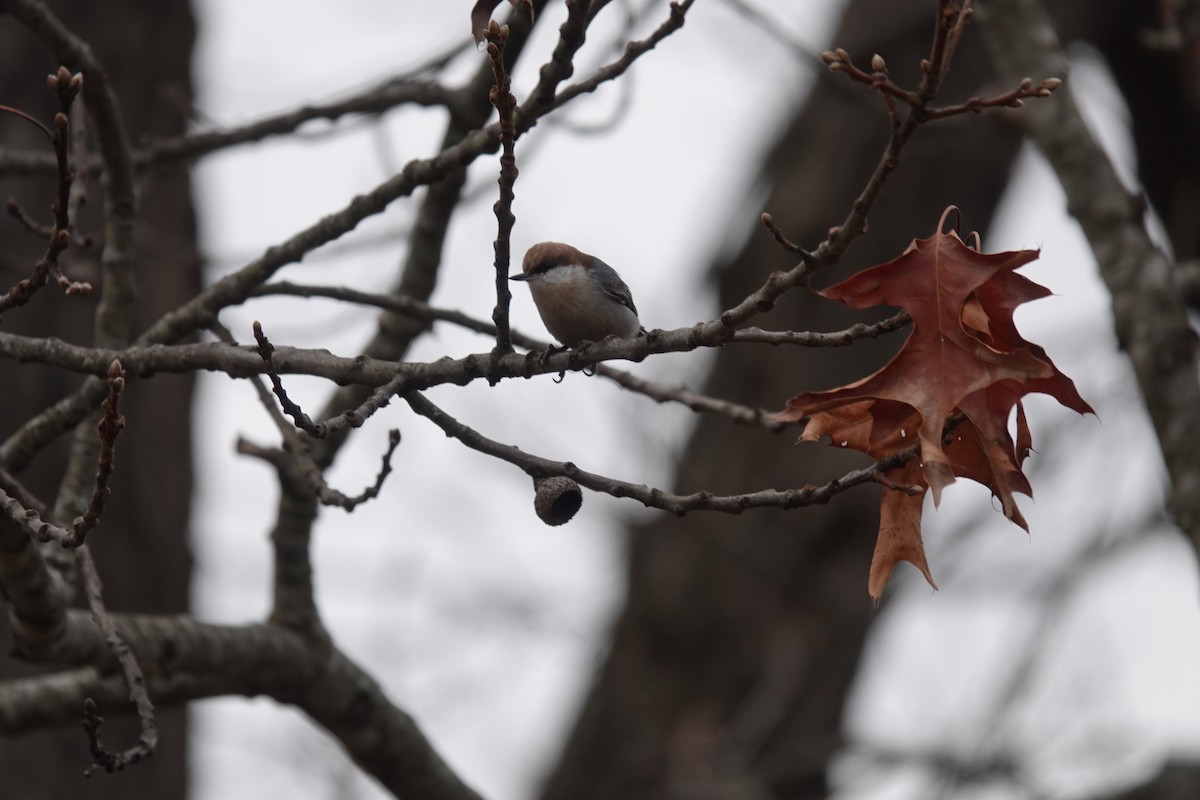 Brown-headed Nuthatch - ML399487981