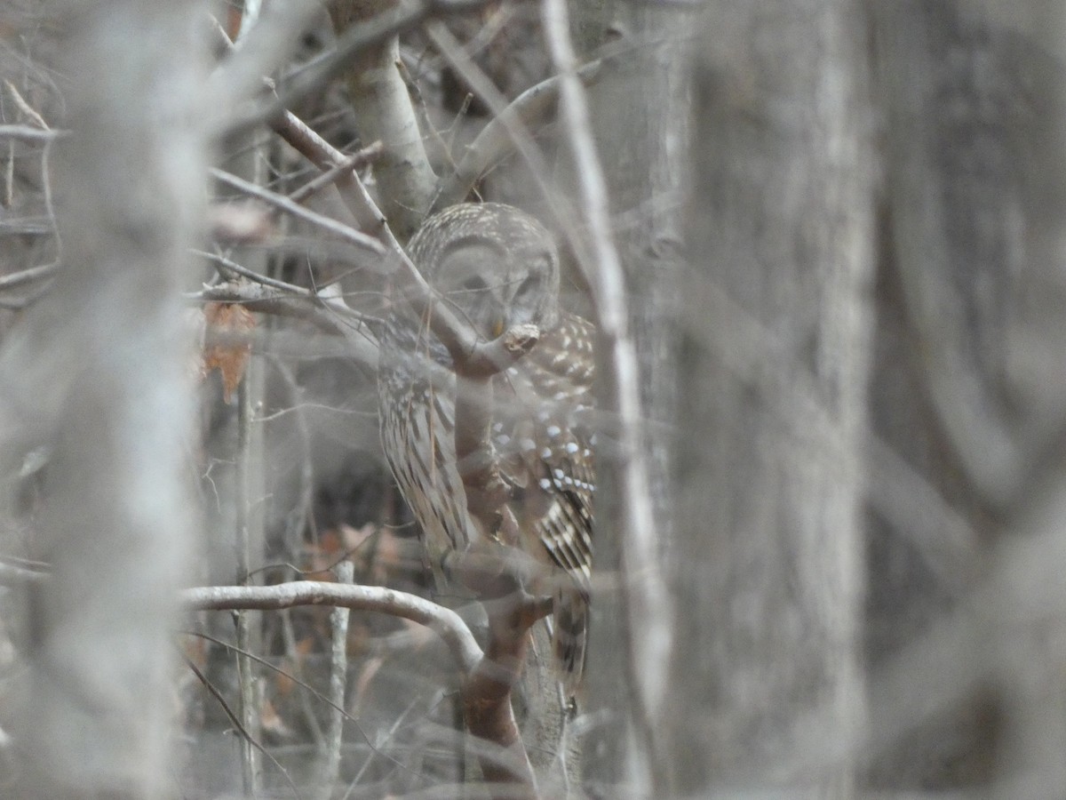 Barred Owl - ML399488011