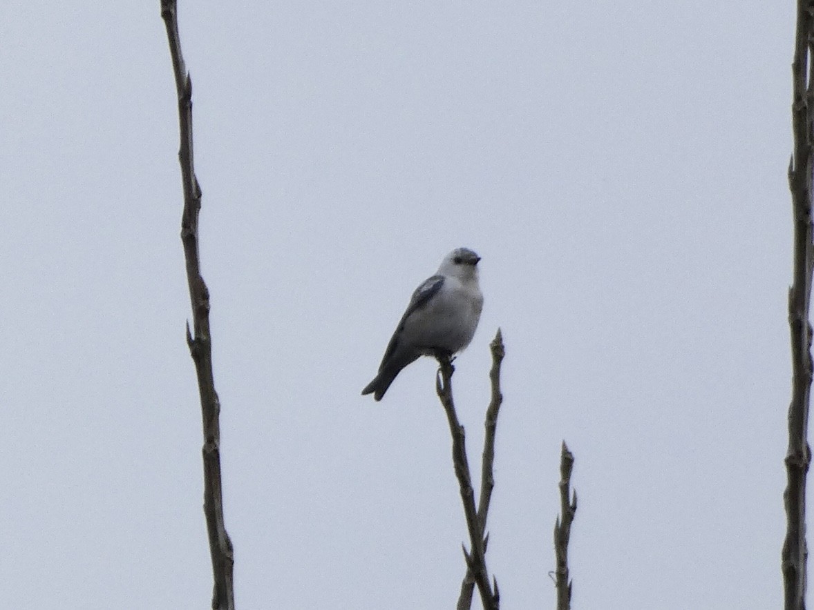 Eastern Bluebird - ML399488171