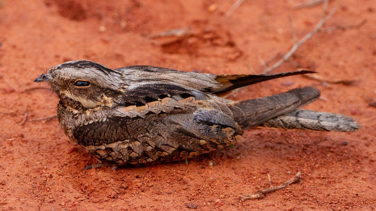 Rufous-cheeked Nightjar - ML399488391