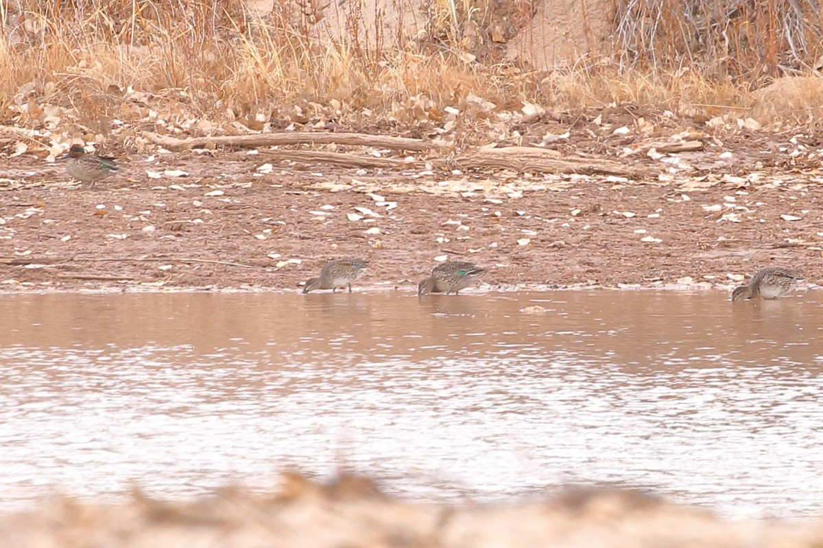 Green-winged Teal - ML399488801