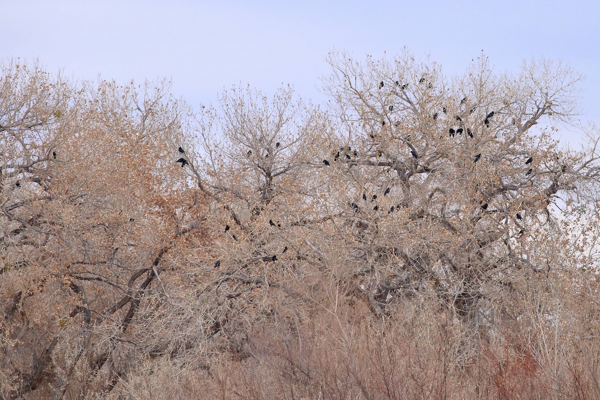 American Crow - Susan Hunter