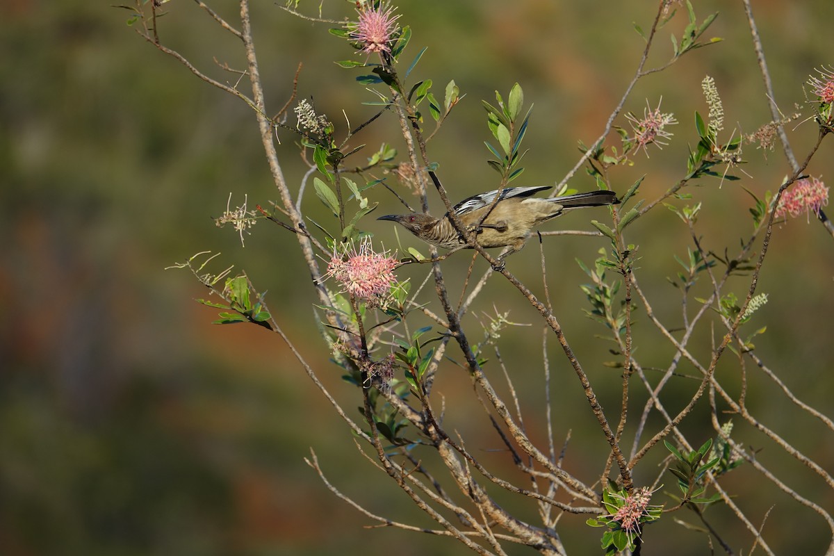 New Caledonian Friarbird - Craig Rasmussen