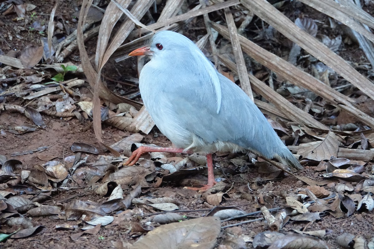 kagu chocholatý - ML399489711