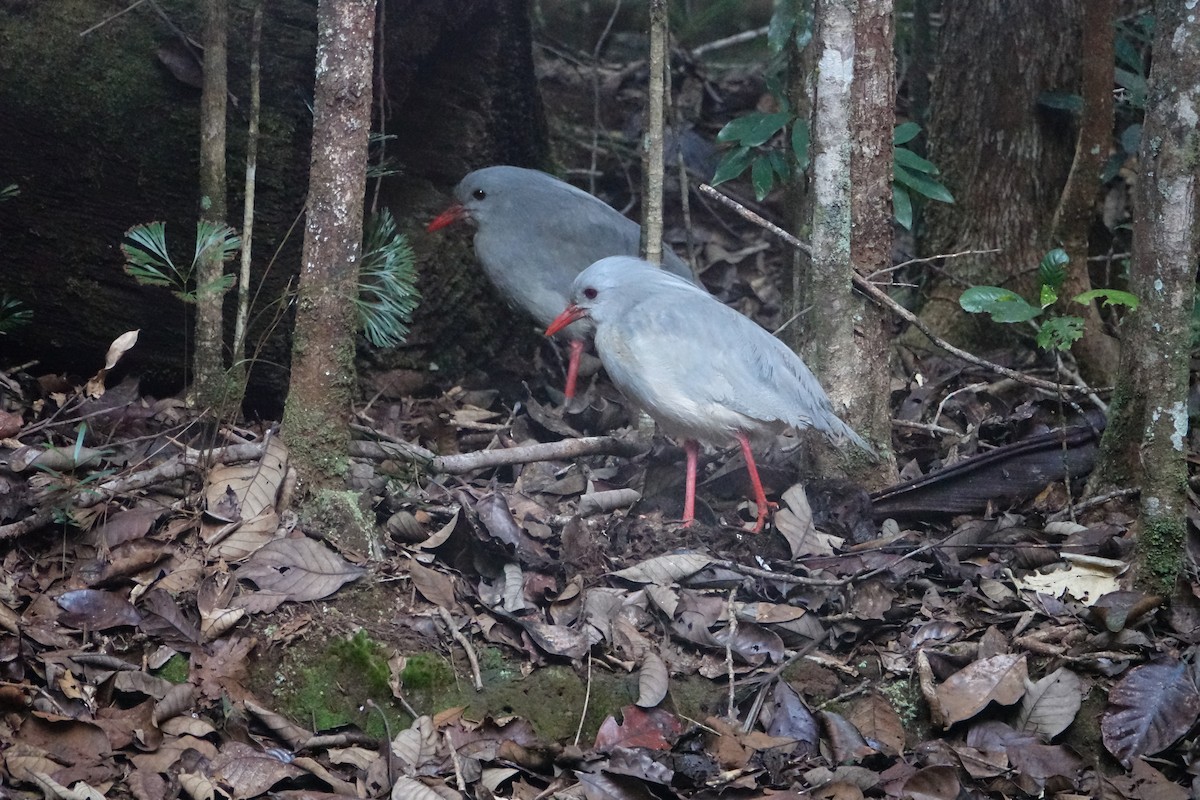 kagu chocholatý - ML399489721