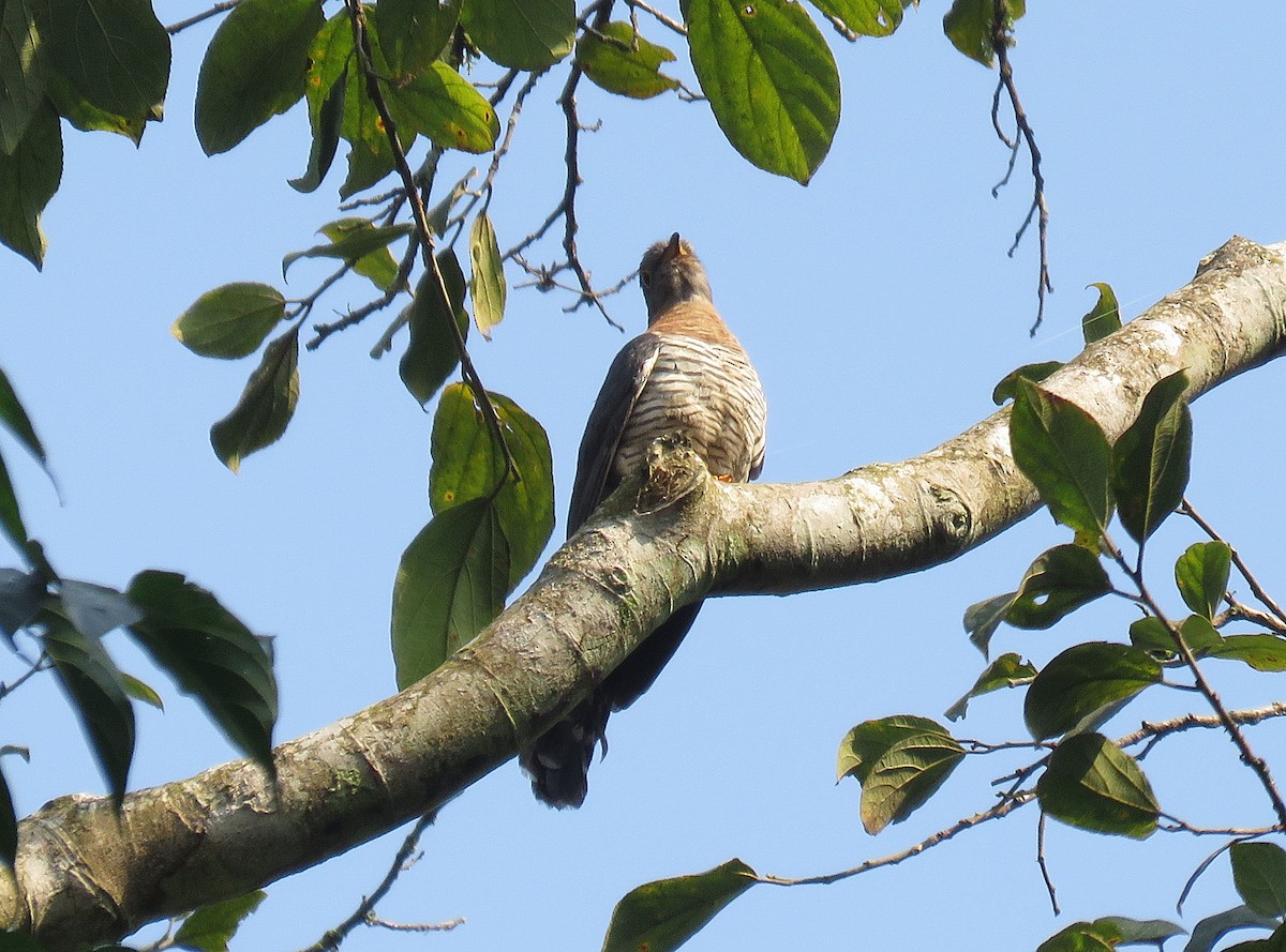 Red-chested Cuckoo - ML399491271