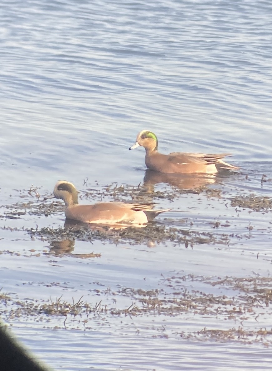 American Wigeon - ML399491451