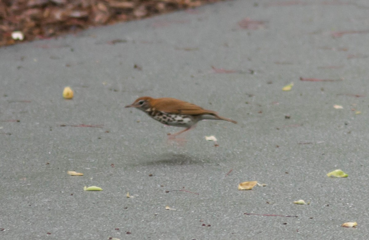 Wood Thrush - ML399491791