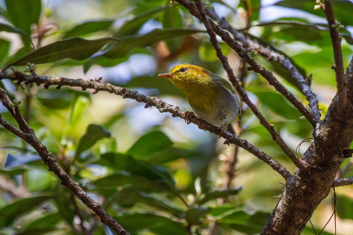 Yellow-throated Woodland-Warbler - ML399492291