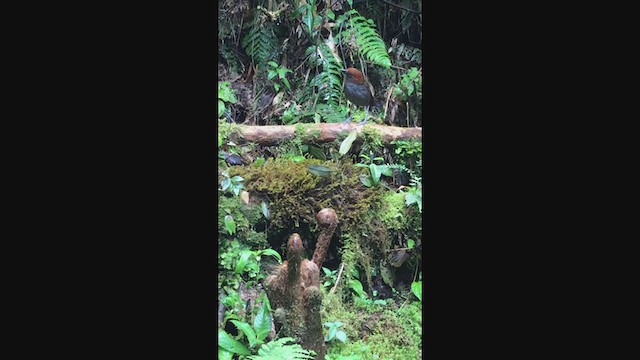 Grallaire à nuque rousse - ML399492801