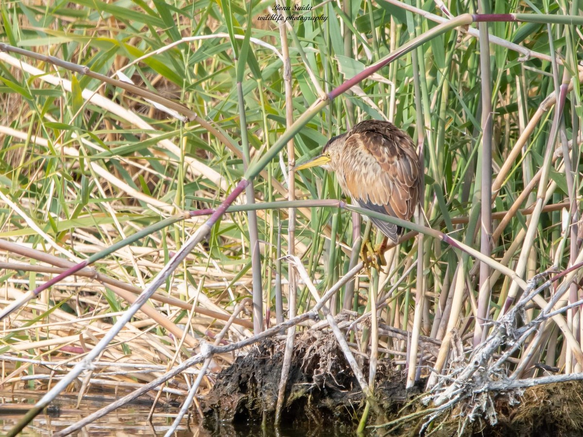 Little Bittern - ML399493011