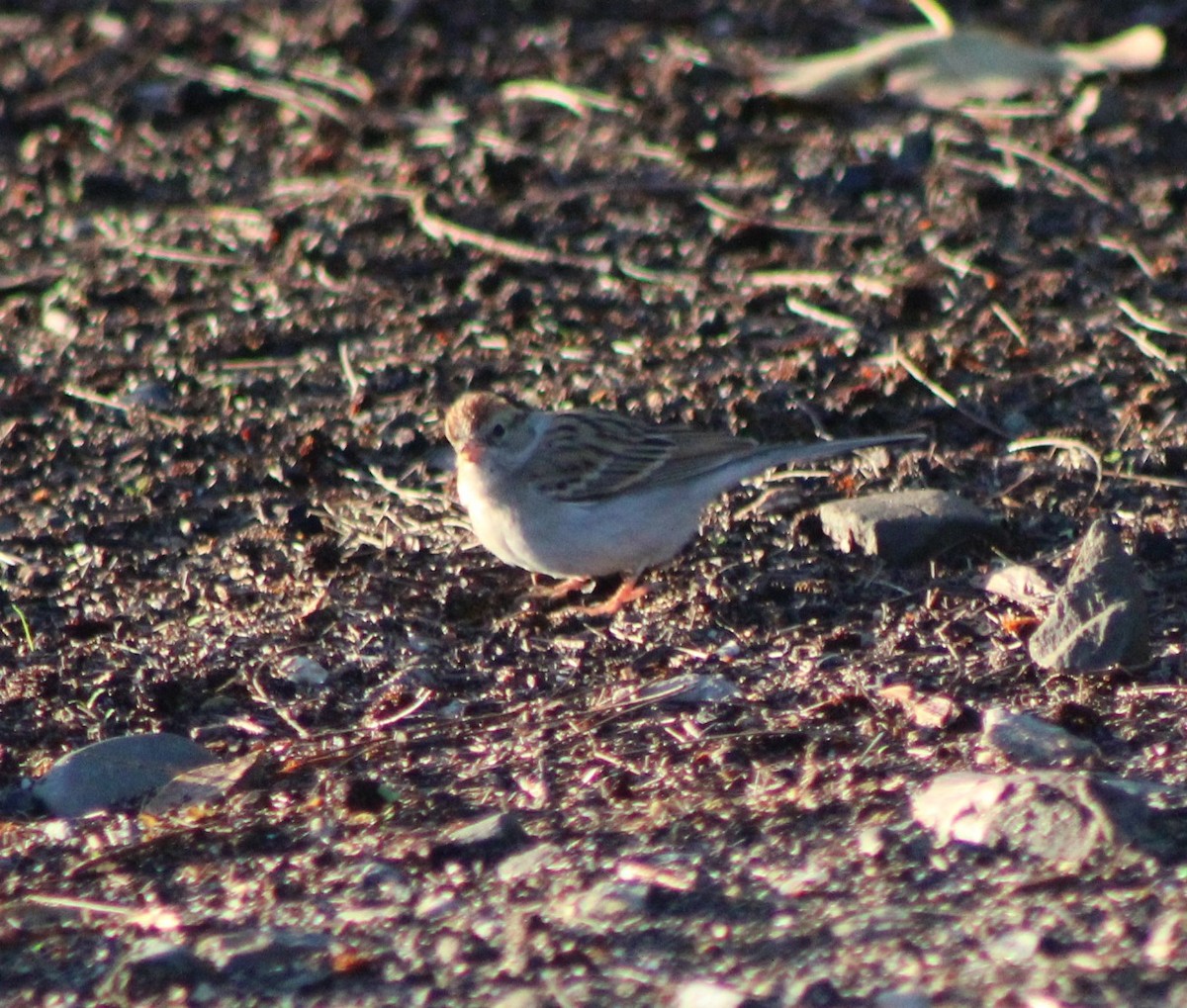 Chipping Sparrow - ML399493231