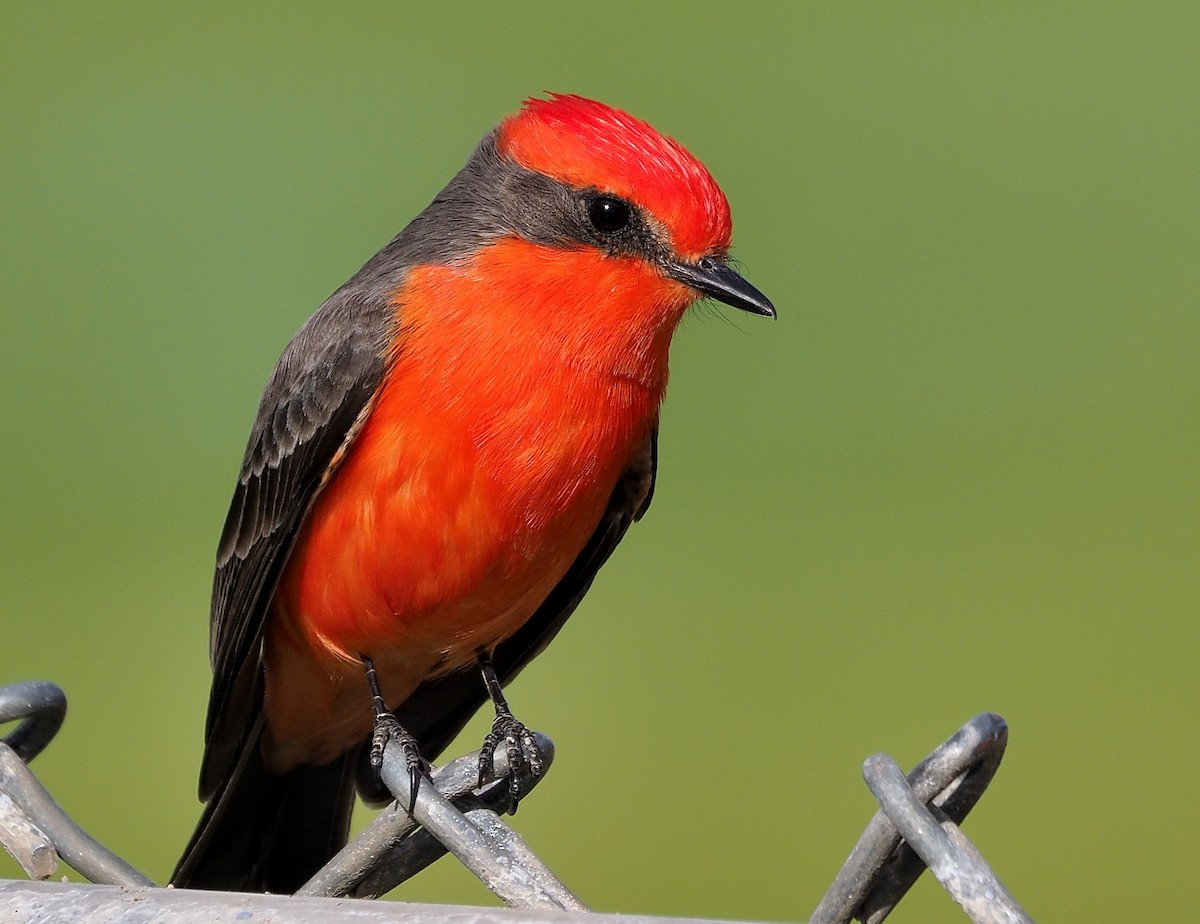 Vermilion Flycatcher - ML399493291