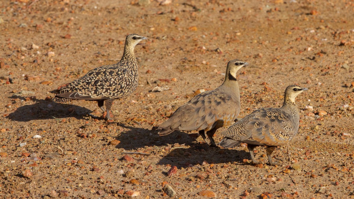 Yellow-throated Sandgrouse - ML399494711