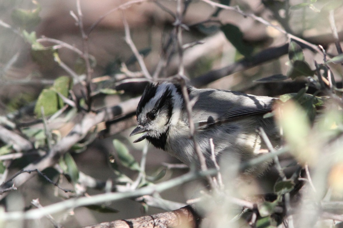 Bridled Titmouse - ML399494801