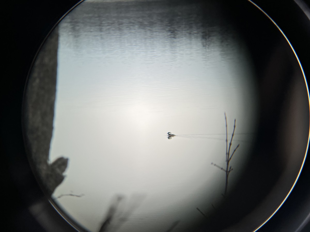 Hooded Merganser - Jared Franklin