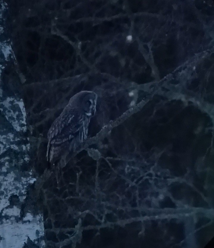 Great Gray Owl (Lapland) - ML399495861