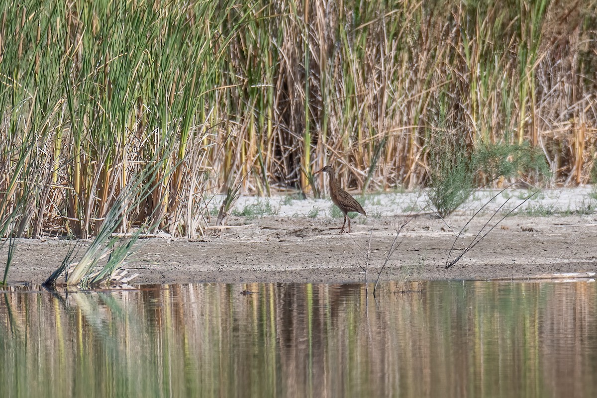 Ridgway's Rail - Anonymous