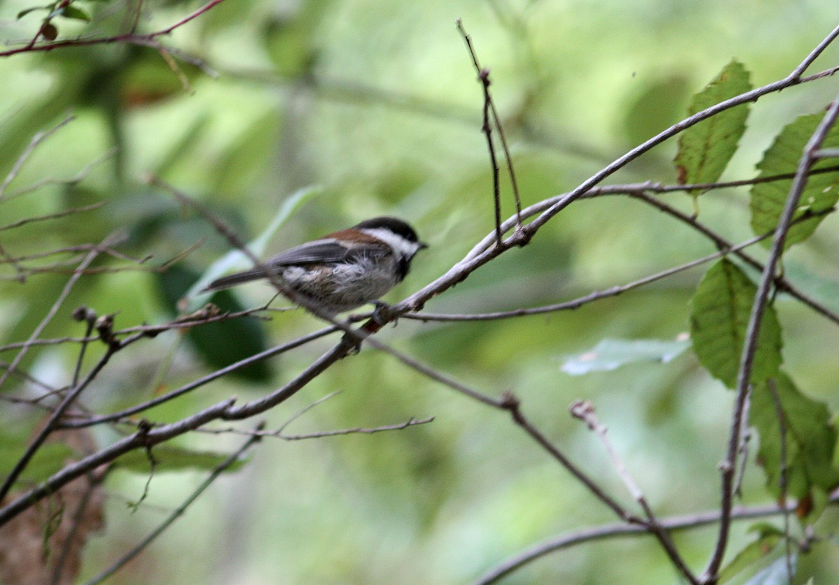 Mésange à dos marron - ML399498471