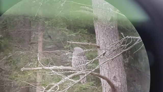 Great Gray Owl (Lapland) - ML399499181