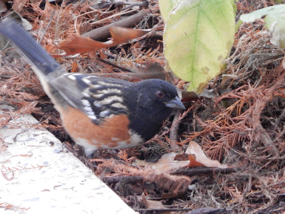 Spotted Towhee - ML399500091