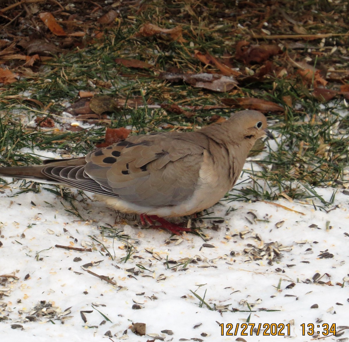 Mourning Dove - ML399500141