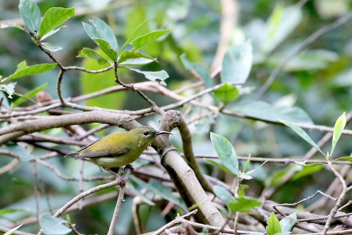 Fork-tailed Sunbird - ML39950021