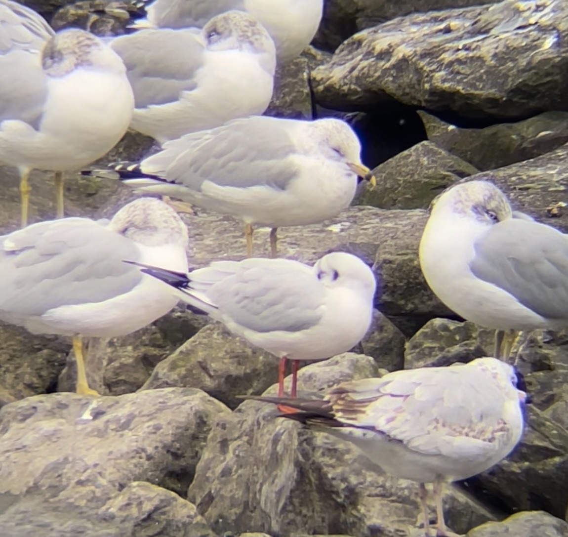 Black-headed Gull - ML399501501