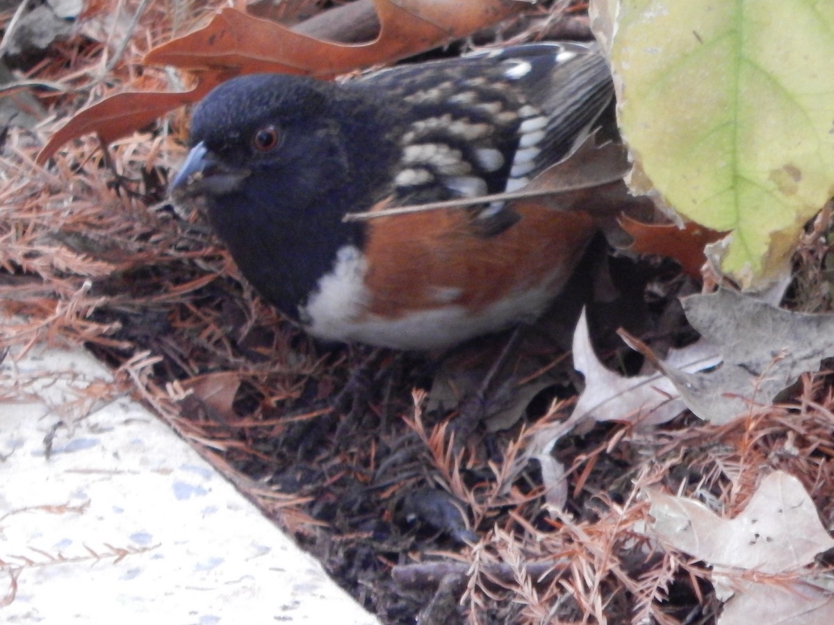 Spotted Towhee - ML399501781