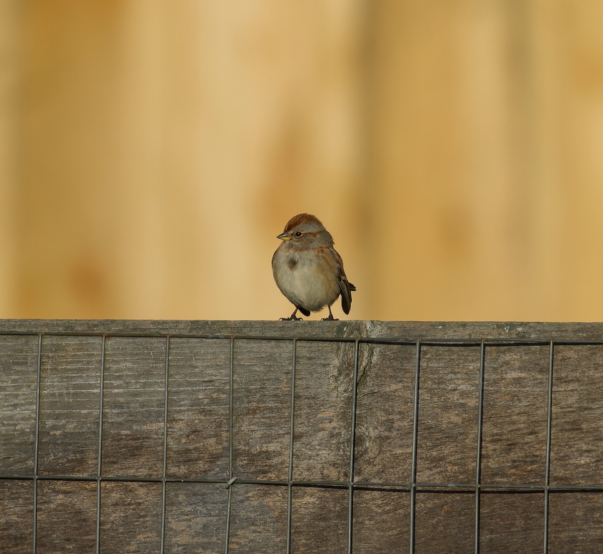 American Tree Sparrow - Jason Barcus