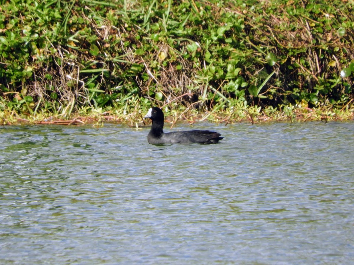 American Coot - ML399502551