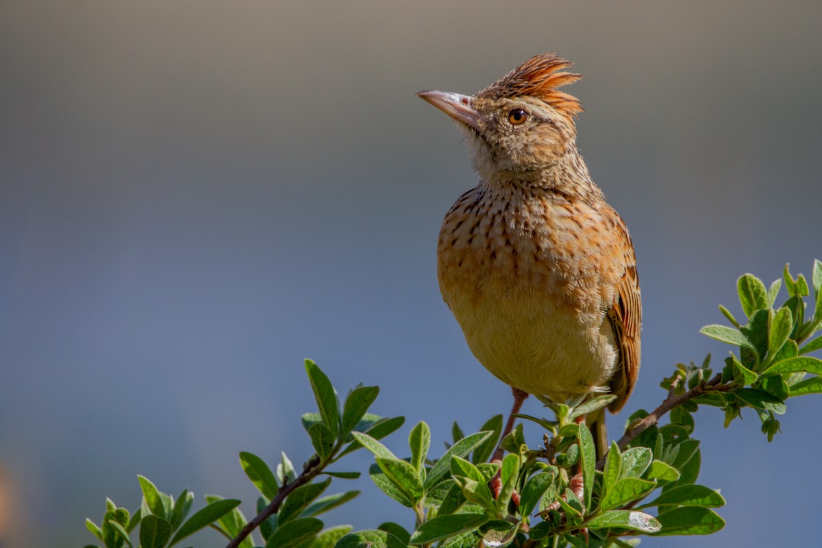 Rufous-naped Lark (Rufous-naped) - ML399503241