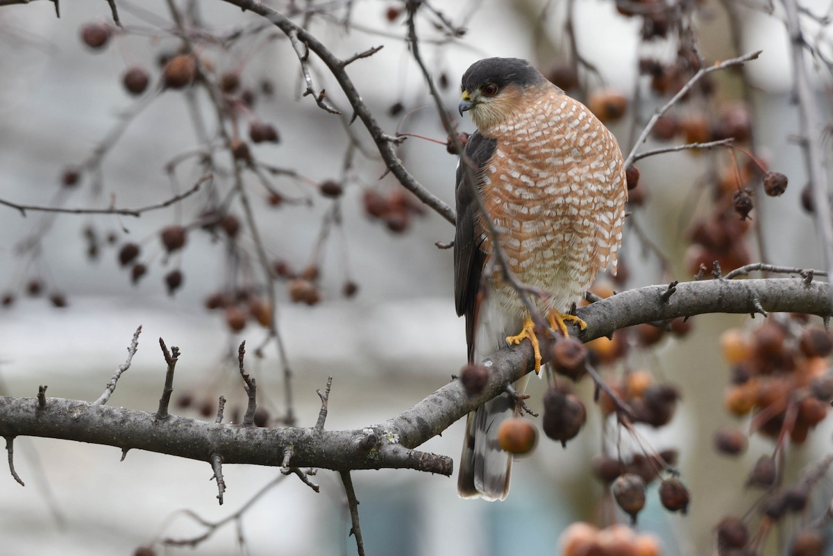 Sharp-shinned Hawk - Andrea Heine