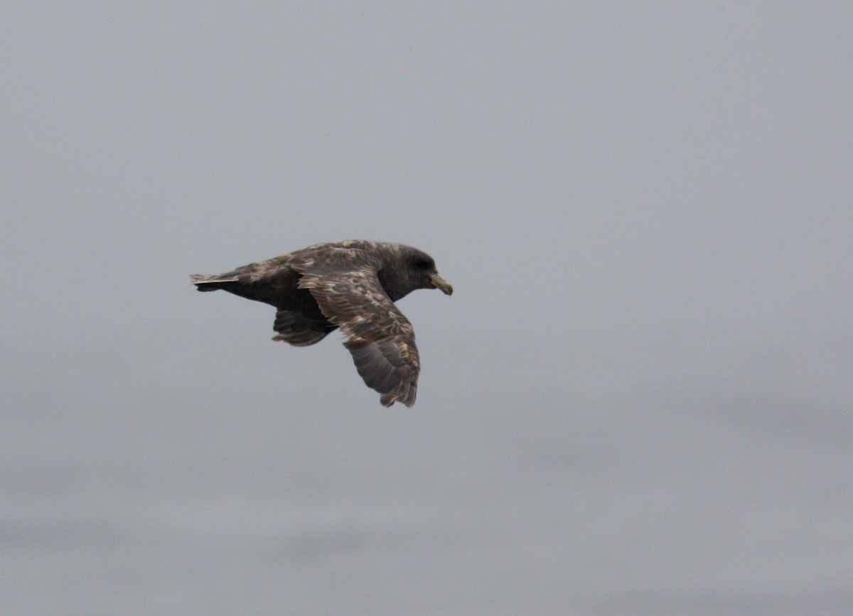 Northern Fulmar - ML399503411