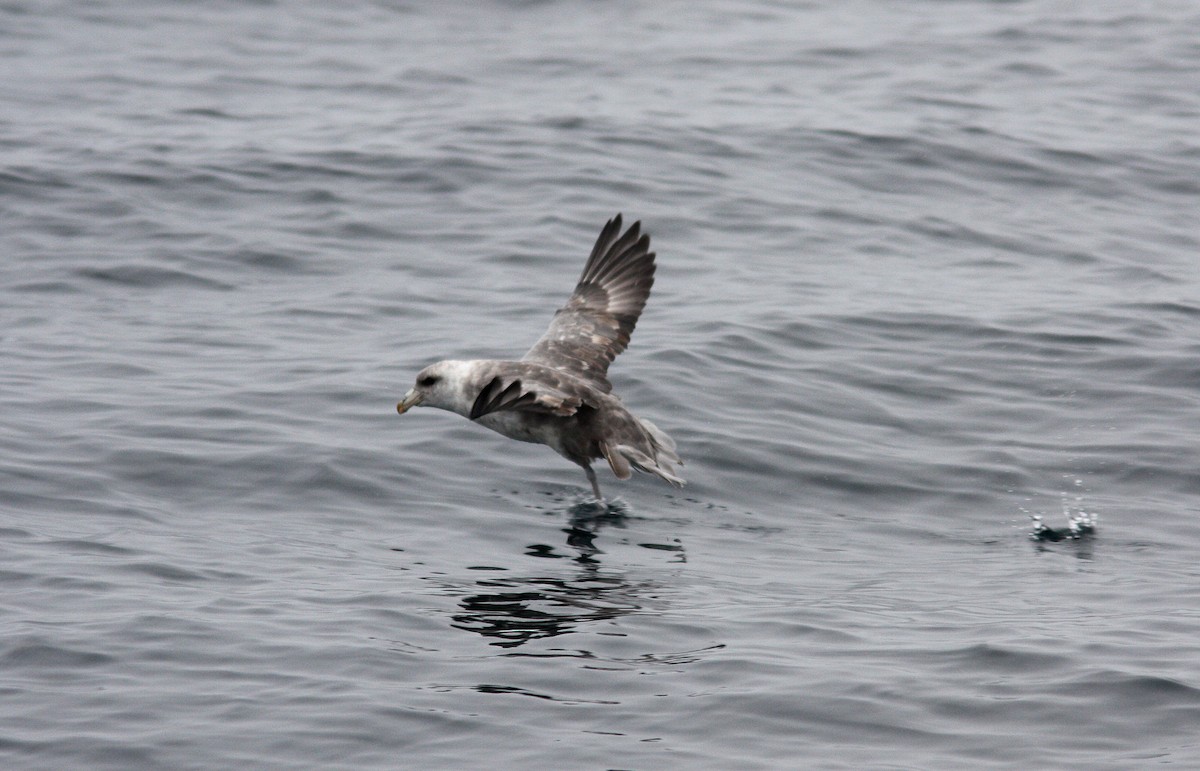 Northern Fulmar - ML399503421