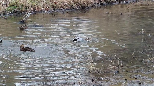 Mottled Duck - ML399503461