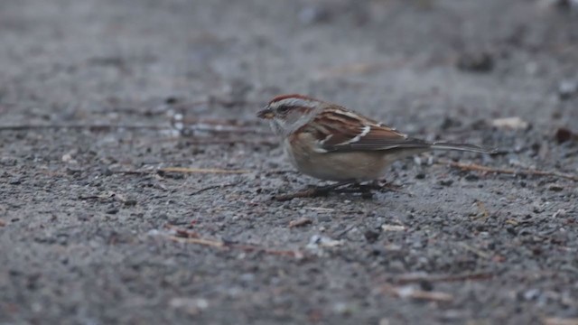 American Tree Sparrow - ML399503691