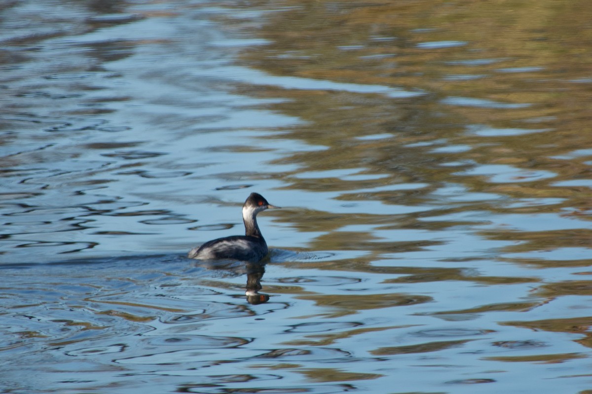 Eared Grebe - ML399503961